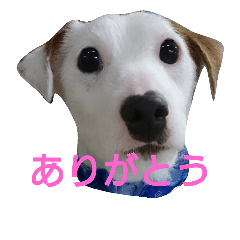 [LINEスタンプ] Sam is Jack Russell Terrier