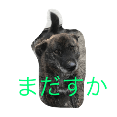 [LINEスタンプ] くろっぴーの日々