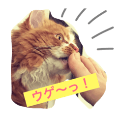 [LINEスタンプ] にゃんこのふふ