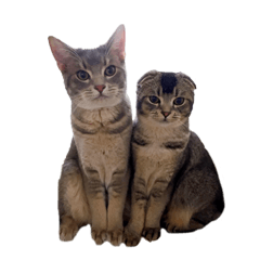 [LINEスタンプ] 仲良しきょうだい猫