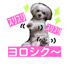 [LINEスタンプ] マルチーズのえるさちゃん②