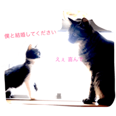 [LINEスタンプ] 猫ちゃん 大好き