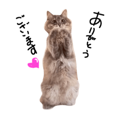 [LINEスタンプ] とんでる猫、愛ちゃん