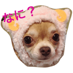 1Fam チワワ