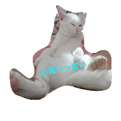 [LINEスタンプ] mashumaro-mattari