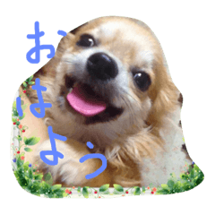 [LINEスタンプ] チワワのぴょんくん1