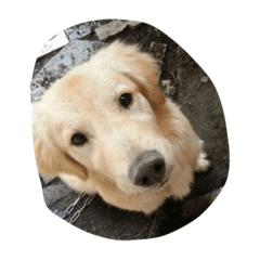 [LINEスタンプ] The best golden retriever