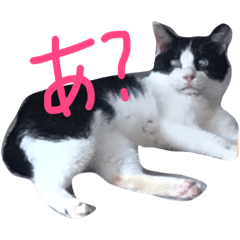 [LINEスタンプ] 我が家のペット達
