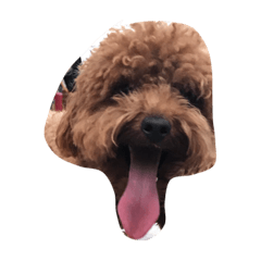 [LINEスタンプ] teddy QQ