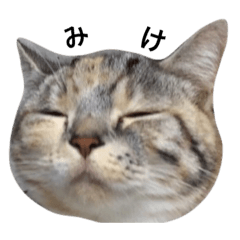 [LINEスタンプ] みけの日常 〜Vol.1〜