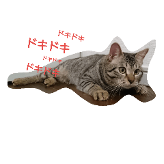 [LINEスタンプ] 可愛いわんにゃん