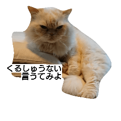 [LINEスタンプ] 猫のラベルくん
