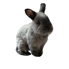 [LINEスタンプ] Rabbit Bob