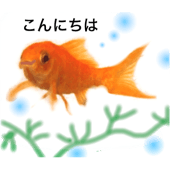 [LINEスタンプ] 金魚のキンたん1