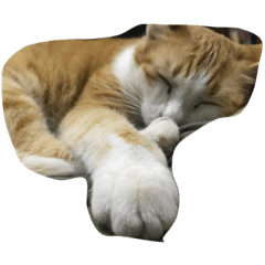 [LINEスタンプ] Finch's cat life