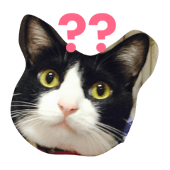 [LINEスタンプ] マロンくんの日常