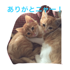 [LINEスタンプ] たろうとさくらとゆかいな仲間たち