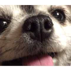 [LINEスタンプ] Cute Dog Name is LOVE