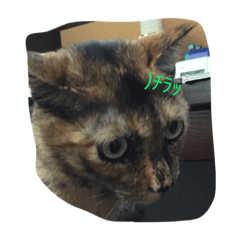 [LINEスタンプ] サビ猫の呟き