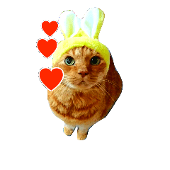 [LINEスタンプ] オスの家猫