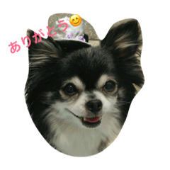 [LINEスタンプ] タバサとプッチの一言