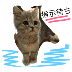 [LINEスタンプ] neco.life