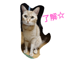 [LINEスタンプ] tiger cat cat