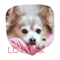 [LINEスタンプ] そらの日常