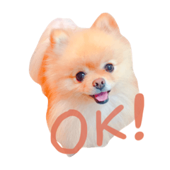 [LINEスタンプ] ポメラニアン好きのためのスタンプ