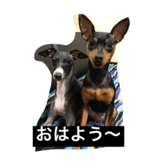 [LINEスタンプ] パンチ＆コチョ