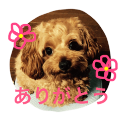 [LINEスタンプ] チワプー ちゃろ