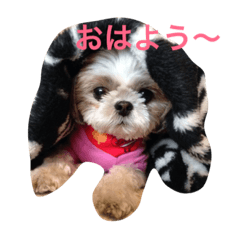 [LINEスタンプ] おっとりシーズー