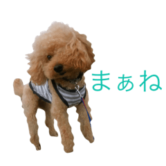 [LINEスタンプ] いつも元気なシフォンくん