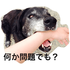 [LINEスタンプ] びびスタンプ 