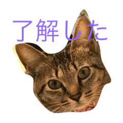 [LINEスタンプ] 猫との日常 