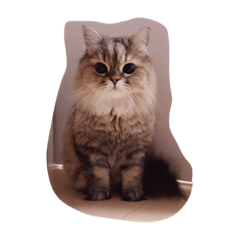 [LINEスタンプ] だいなまるのスタンプ 