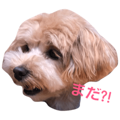[LINEスタンプ] 雑版01 