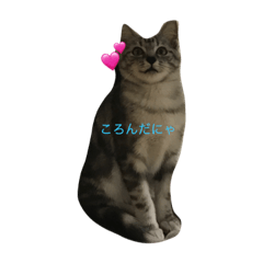 [LINEスタンプ] ねこちんらぶ 