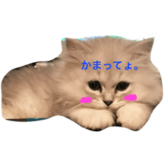 [LINEスタンプ] cat mofumofu 