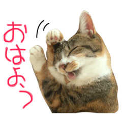 [LINEスタンプ] うにのかわいめスタンプ