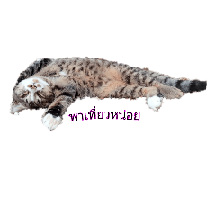 [LINEスタンプ] Meaw Meaw DD