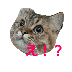 [LINEスタンプ] リアルねこ ふわもふミトン