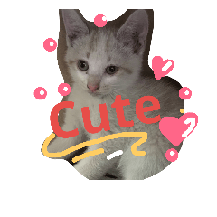 [LINEスタンプ] Cat-Club 2