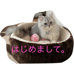 [LINEスタンプ] チンチラルキくん