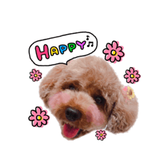 [LINEスタンプ] トイプードルココのスタンプ