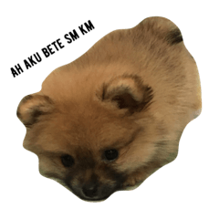 [LINEスタンプ] cute pomeranian is Gracy