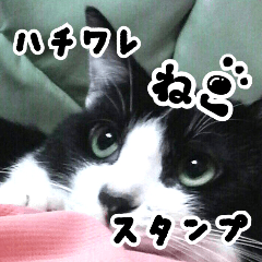 [LINEスタンプ] ハチワレ猫オルカのスタンプ