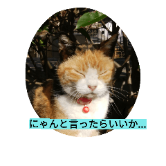 [LINEスタンプ] 湘南ネコ日和