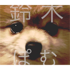 [LINEスタンプ] ポメラニアン 鈴木ぽむの写真スタンプ