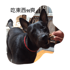 [LINEスタンプ] My weird dog, he named fad-chiaee